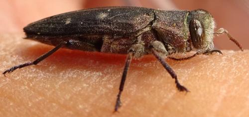 Réf. 359 612 : Chrysobothris affinis